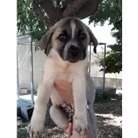 Foto dell\'animale Comune di Corigliano-Rossano - 380260044286944