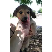 Foto dell\'animale Comune di Corigliano-Rossano - 380260044287193