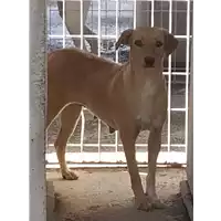 Foto dell\'animale Comune di Corigliano-Rossano - 380260044287011