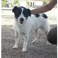 Comune di Corigliano-Rossano - 380260044287025