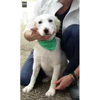 Foto dell\'animale Comune di Corigliano-Rossano - 380260044286675