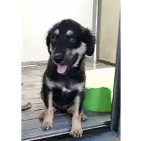 Foto dell\'animale Comune di Corigliano-Rossano - 380260044286490