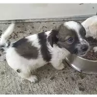 Foto dell\'animale Comune di Corigliano-Rossano - 380260044284194