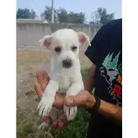 Foto dell\'animale Comune di Corigliano-Rossano - 380260044266903
