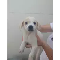 Foto dell\'animale Comune di Corigliano-Rossano - 380260044267114
