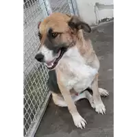 Foto dell\'animale Comune di Corigliano-Rossano - 380260044287300