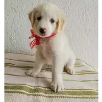 Foto dell\'animale Comune di Corigliano-Rossano - 380260044283630