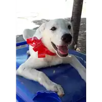 Foto dell\'animale Comune di Corigliano-Rossano - 380260044287323