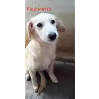Foto dell\'animale Comune di Corigliano-Rossano - 380260044267404