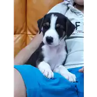 Foto dell\'animale Comune di Corigliano-Rossano - 380260044283730