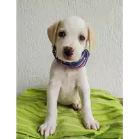 Foto dell\'animale Comune di Corigliano-Rossano - 380260044219467