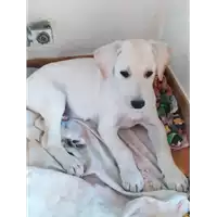 Foto dell\'animale Comune di Corigliano-Rossano - 380260044267283