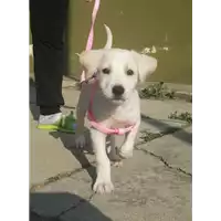 Foto dell\'animale Comune di Corigliano-Rossano - 380260044266753