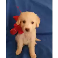 Foto dell\'animale Comune di Corigliano-Rossano - 380260044266437