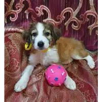 Foto dell\'animale Comune di Corigliano-Rossano - 380260044267257