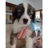 Foto dell\'animale Comune di Corigliano-Rossano - 380260044266963