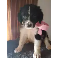 Foto dell\'animale Comune di Corigliano-Rossano - 380260044266895