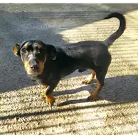 Foto dell\'animale Comune di Corigliano-Rossano - 380260044286576