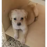 Foto dell\'animale Comune di Corigliano-Rossano - 380260044266846