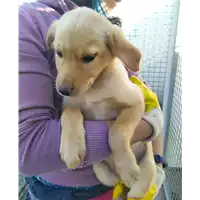 Foto dell\'animale Comune di Corigliano-Rossano - 380260044219436