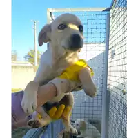 Foto dell\'animale Comune di Corigliano-Rossano - 380260044219289