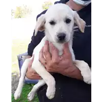 Foto dell\'animale Comune di Corigliano-Rossano - 380260044219244