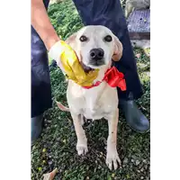 Foto dell\'animale Comune di Corigliano-Rossano - 380260044266430