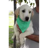 Foto dell\'animale Comune di Corigliano-Rossano - 380260044218833