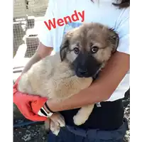 Foto dell\'animale Comune di Corigliano-Rossano - 380260044218697