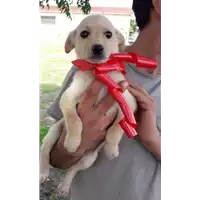 Foto dell\'animale Comune di Corigliano-Rossano - 380260044251669