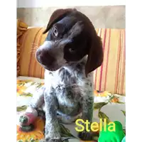 Foto dell\'animale Comune di Corigliano-Rossano - 380260044266958