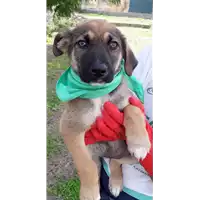 Foto dell\'animale Comune di Corigliano-Rossano - 380260044219324