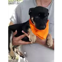Foto dell\'animale Comune di Corigliano-Rossano - 380260044218840