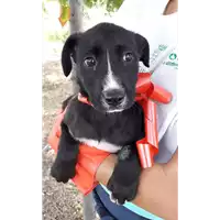 Foto dell\'animale Comune di Corigliano-Rossano - 380260044219218