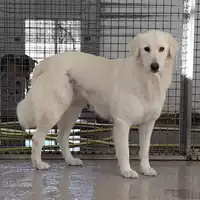 Foto dell\'animale Comune di Corigliano-Rossano - 380260044286817