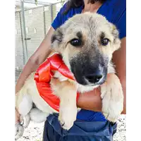 Foto dell\'animale Comune di Corigliano-Rossano - 380260044218776