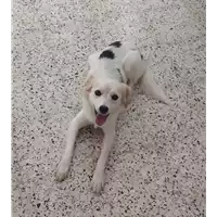 Foto dell\'animale Comune di Corigliano-Rossano - 380260044283544