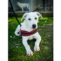 Foto dell\'animale Comune di Corigliano-Rossano - 380260044287036
