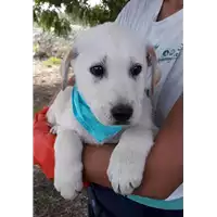 Foto dell\'animale Comune di Corigliano-Rossano - 380260044283188