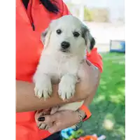 Foto dell\'animale Comune di Corigliano-Rossano - 380260044219107