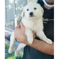 Foto dell\'animale Comune di Corigliano-Rossano - 380260044218734