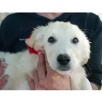 Foto dell\'animale Comune di Corigliano-Rossano - 380260044267266