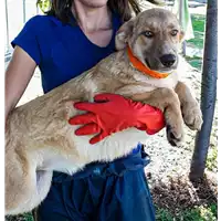 Foto dell\'animale Comune di Corigliano-Rossano - 380260044219476