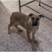 Foto dell\'animale Comune di Corigliano-Rossano - 380260044218815