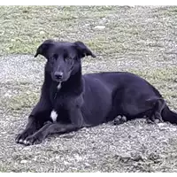 Foto dell\'animale Comune di Corigliano-Rossano - 380260044287139