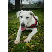 Foto dell\'animale Comune di Corigliano-Rossano - 380260044286498