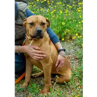 Foto dell\'animale Comune di Corigliano-Rossano - 380260044266915
