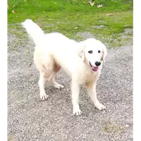 Foto dell\'animale Comune di Corigliano-Rossano - 380260044287058