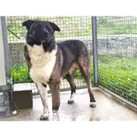 Foto dell\'animale Comune di Corigliano-Rossano - 380260044251689