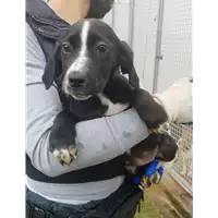 Foto dell\'animale Comune di Corigliano-Rossano - 380260044282787